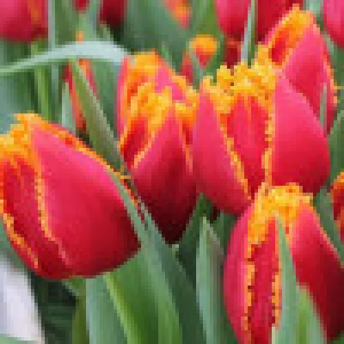 Tulip Crispy Artair 